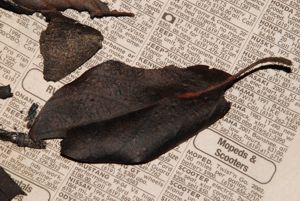 3 inch carbonized leaf